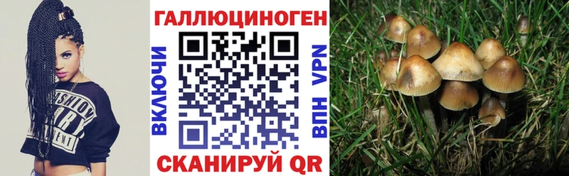 Галлюциногенные грибы Psilocybe  Новосокольники 